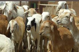 Animal Production