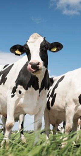Future farming